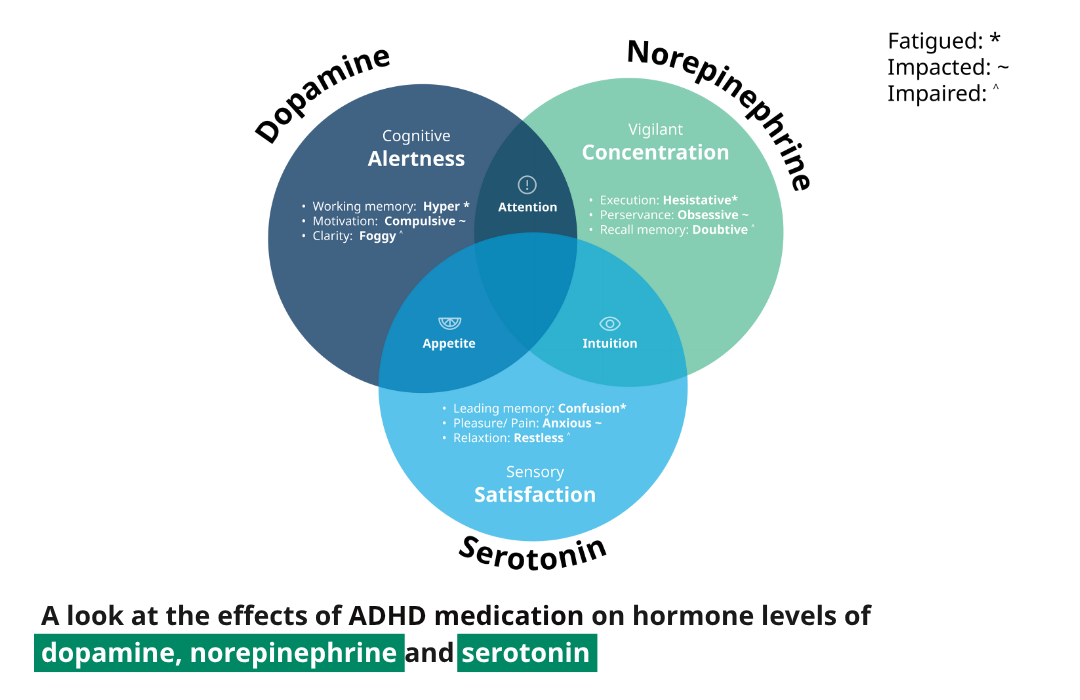 A look at the effects of ADHD medication on hormone levels of dopamine, norepinephrine and serotonin A look at the effects of ADHD medication on hormone levels of dopamine, norepinephrine and serotonin